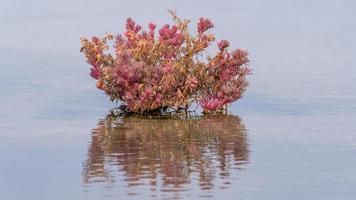 zeebaard of suaeda maritima is een laag, groenblijvend struik dat groeit in mangrove bossen. foto