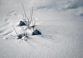 struiken in de sneeuw foto