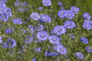 blauw vlas bloemen in een tuin Bij zomer foto