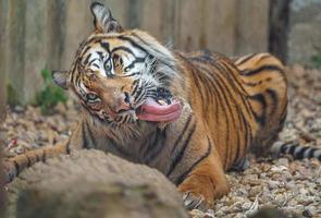 sumatran tijger aan het eten vlees foto