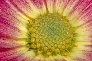 dichtbij omhoog van rood met geel chrysant foto