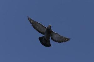 duif vliegend in een Doorzichtig blauw lucht foto