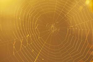 dichtbij omhoog van spinneweb tegen oranje achtergrond foto