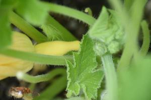 baby zomer squash groeit in een tuin foto