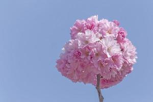 Japans kers boom bloeiende tegen blauw lucht foto