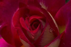 dichtbij omhoog van roze roos bloem foto