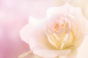 dichtbij omhoog van vers licht roze roos bloem foto