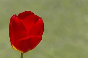 dichtbij omhoog van rood tulp tegen groen achtergrond foto