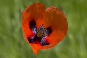 rood papaver bloem in groen gras foto