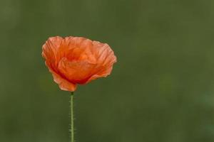 rood papaver bloem tegen groen achtergrond foto