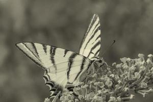 dichtbij omhoog van vlinder zittend Aan bloesem foto