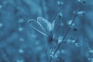 vlinder zittend met Open Vleugels Aan bloem in tuin foto