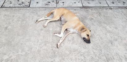 bruin of geel hond slapen en aan het liegen naar beneden Aan cement verdieping of straat met kopiëren ruimte. dier, wild leven en nemen een rust uit concept foto