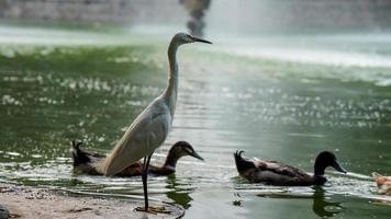 een wit zilverreiger hd beeld foto