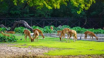 hert aan het eten gras samen in kudde foto
