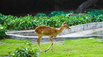 een schattig hert rennen Aan de gras foto