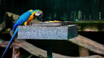 de blauw-en-geel ara aan het eten voedsel foto