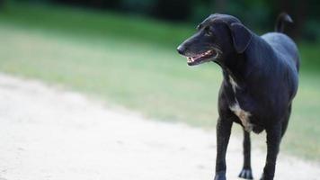 zwart hond tonen zijn tanden foto