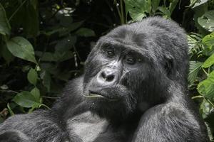 een zilverrug berg gorilla in de oerwouden van Oeganda. foto