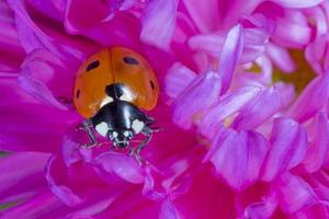 lieveheersbeestje zittend Aan bloemblaadjes van chrysant foto