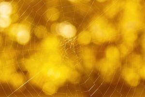 halloween achtergrond, dichtbij omhoog van spinneweb tegen bokeh foto