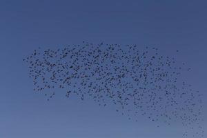 groot kudde van spreeuwen vliegend in een blauw lucht foto