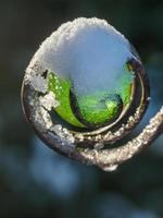 winter tijd in de tuin foto