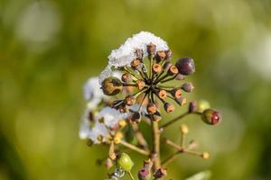 winter tijd in de tuin foto