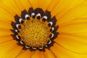 dichtbij omhoog van helder oranje bloem foto