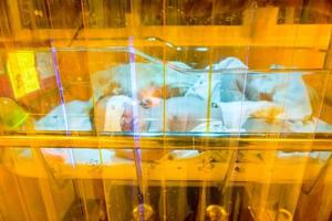 ziek pasgeboren baby slapen Aan baby bed en fototherapie eenheid voor behandeling neonataal hyperbilirubinemie neonataal geelzucht. foto