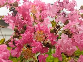 een dichtbij omhoog van roze lagerstroemia indica bloem. een kruidachtig fabriek met veel vertakt houtachtig stengels en bruin, glad en een beetje glimmend blaffen. voor bloem achtergrond of behang. Nee mensen foto