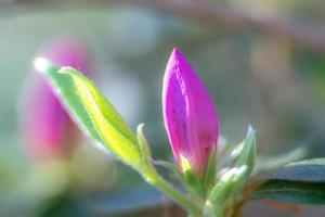 azalea bloem ontluikend gedurende voorjaar seizoen foto