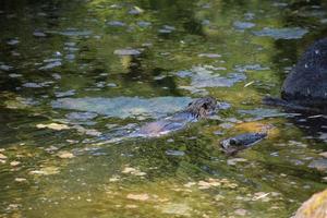 jong adn oud nutria zwemmen tegenovergestelde routebeschrijving foto