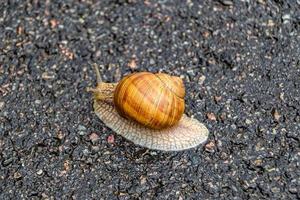 grote tuinslak in schelp kruipend op natte weg, haast je naar huis foto