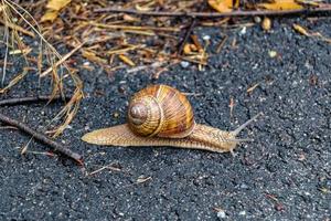 grote tuinslak in schelp kruipend op natte weg, haast je naar huis foto