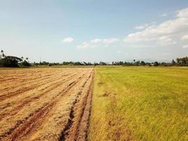 rijstveld veld- Bij penang. een kant is geoogst foto