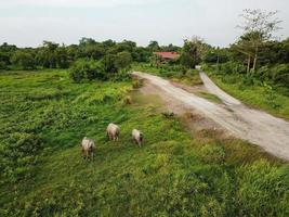 buffels Aan groen veld- foto