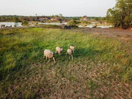 groep van buffel Bij grasland foto