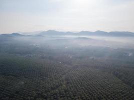 luchtfoto kokosplantage foto