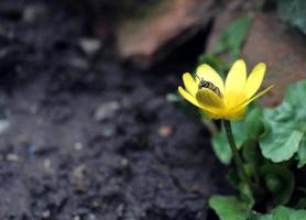 een bij verzamelt nectar Aan een geel bloem detailopname foto