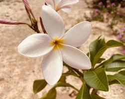 wit frangipani, wit plumeria, tempel boom, begraafplaats boom, de bloemen bloeiend in de tuin kijken mooi, frangipani, plumeria, tempel boom, begraafplaats boom Daar zijn veel in de tropisch zone. foto