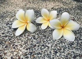 wit frangipani, wit plumeria, tempel boom, begraafplaats boom, de bloemen bloeiend in de tuin kijken mooi, frangipani, plumeria, tempel boom, begraafplaats boom Daar zijn veel in de tropisch zone. foto