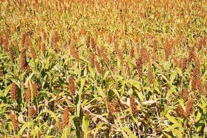 gierst of sorghum een belangrijk ontbijtgranen Bijsnijden in veld- foto