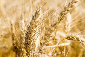 gouden tarwe door de zon in de veld- foto