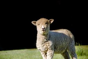 portret van lam in de veld- met zwart achtergrond foto