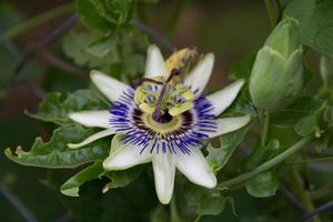 passie fruit bloem Aan de fabriek foto