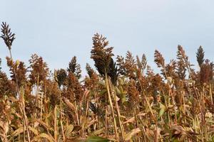 plantage van sorghum in de uitlopers van de bergen foto