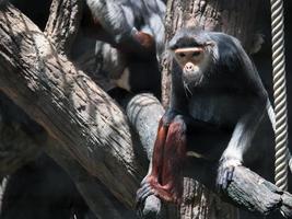 aap in de dierentuin foto