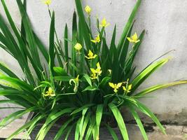 trimezia bloem of trimezia martinicensis van iridaceae familie. s foto