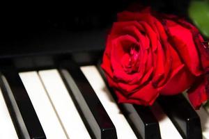 een rood roos Aan de piano sleutels foto